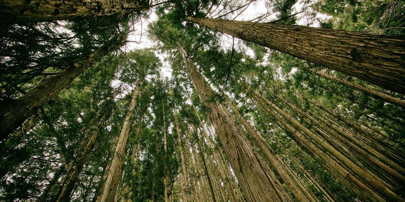 从《猫跳粉丝》角色解析,看中国国漫崛起的政策东风与市场蓝海