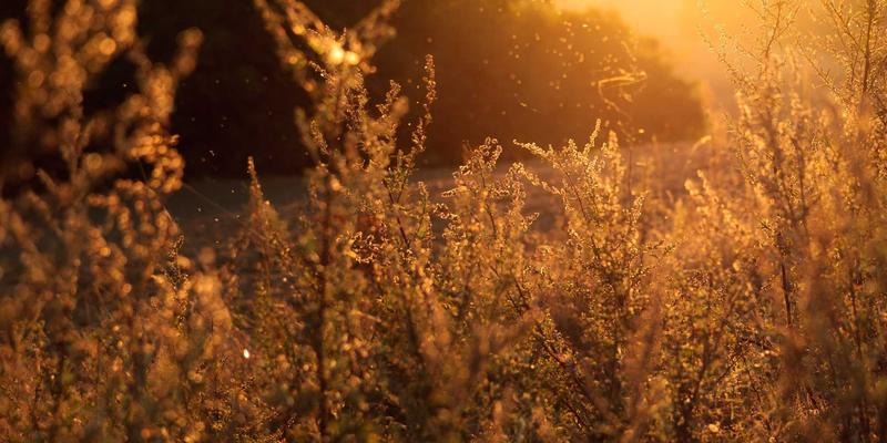 从《鬼灭之刃》到《咒术回战》：动漫如何用神话重构引爆地方创生与同人热潮