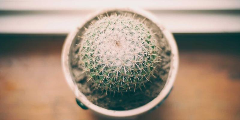 动漫83:从猫跳粉丝到二次元文化,解码Z世代的动漫情结